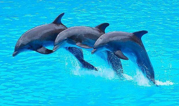 Resultado de imagen de delfines