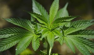 Un estudio médico certifica que el consumo de marihuana afecta a la memoria