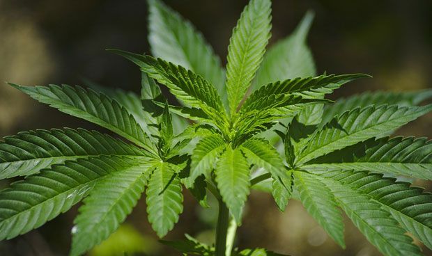 Un estudio médico certifica que el consumo de marihuana afecta a la memoria