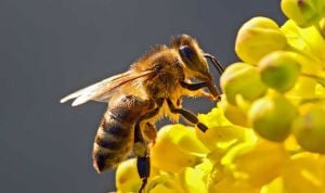 Un falso médico, denunciado por tratar a pacientes con veneno de abejas
