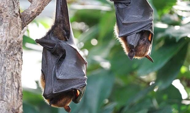 Un farmacéutico desvela en Twitter lo que pasa si te muerde un 'vampiro'