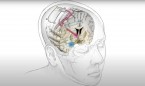 Un 'marcapasos' para el cerebro bloquea la actividad neuronal depresiva