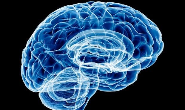 Un menor volumen cerebral puede predisponer a beber más alcohol