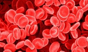 Un modelo calcula cómo el organismo recupera eritrocitos ante una anemia