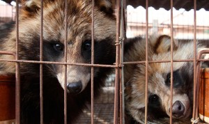 Un nuevo estudio apunta a los perros mapache como posible causa del covid