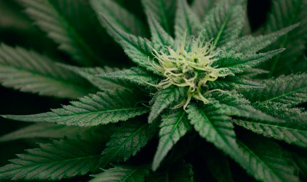 Un nuevo estudio sugiere que el cannabis reduce el dolor crónico