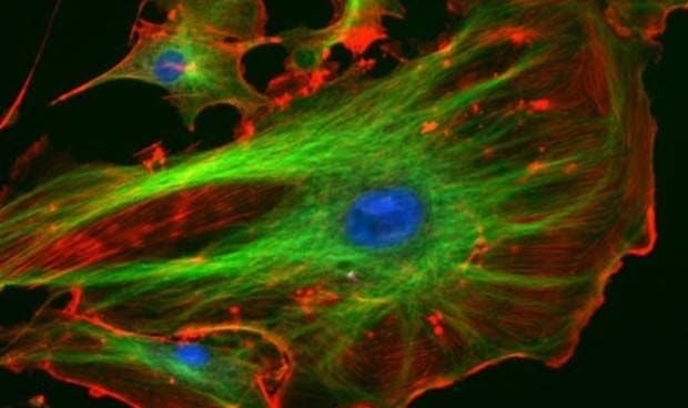 Un nuevo método convierte células de la piel en células madre pluripotentes