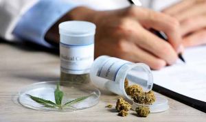 Un título universitario estudia los beneficios medicinales de la marihuana