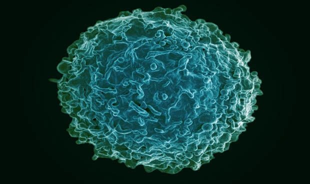 Un vídeo de linfocitos atacando células cancerosas triunfa en Twitter