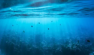 Una foto del océano donde puede haber un virus que salte de animales marinos a los humanos