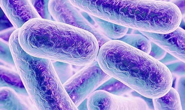 Una bacteria 'neutraliza' los daños de los alimentos procesados