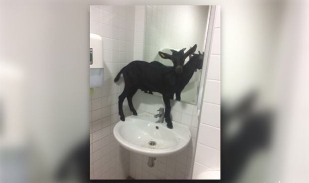 Una cabra se cuela en el Hospital La Fe por la puerta de Urgencias