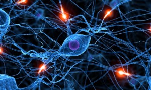 Una terapia frena el avance de enfermedades neurodegenerativas en ratones