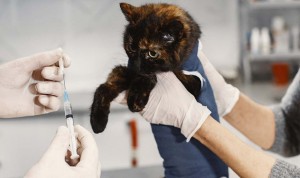 Una vacuna es eficaz para evitar la transmisión covid de gatos a humanos