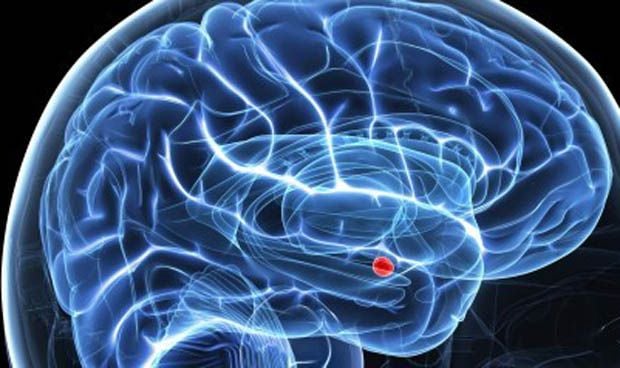 Una zona de la amígdala cerebral, responsable del rechazo del sabor tóxico