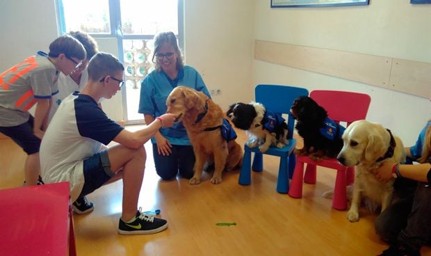 Vall d'Hebron, pionero en tratar el síndrome alcohólico fetal con perros