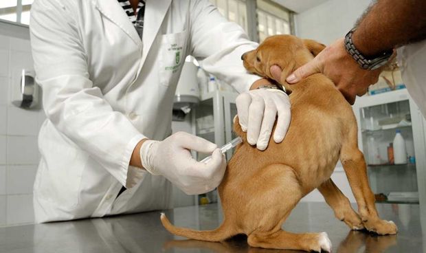 Veterinaria avisa a otros sanitarios: los antivacunas llegan a las mascotas