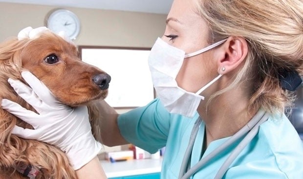 Veterinaria, la titulación profesional peor pagada de toda España