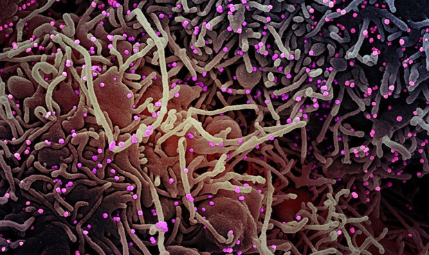 Coronavirus última hora en directo: las noticias más destacadas del día