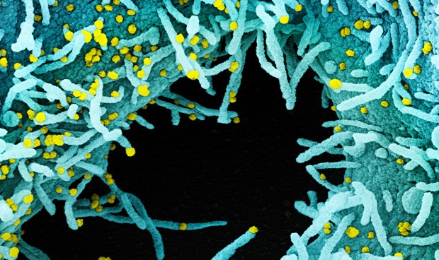 Coronavirus España hoy: ensayos con la vacuna y nuevos datos de contagios