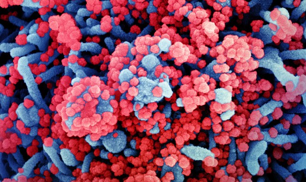 Coronavirus España hoy: inmunidad y vacunas centran las novedades