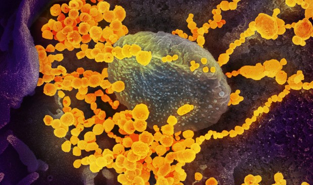 Coronavirus España, últimas noticias: nuevos datos sobre inmunidad