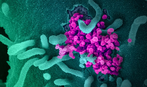 Coronavirus España: vacunas, reinfecciones y curva de contagios