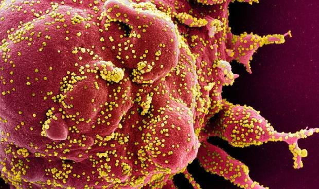 Coronavirus última hora en directo: novedades más destacadas del día