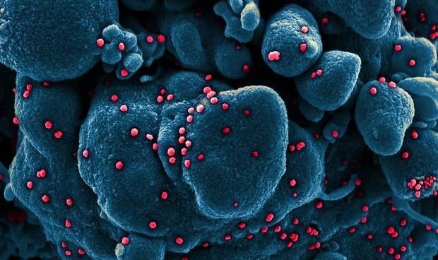 Coronavirus últimas noticias en directo: menos casos y muertes en 24 horas