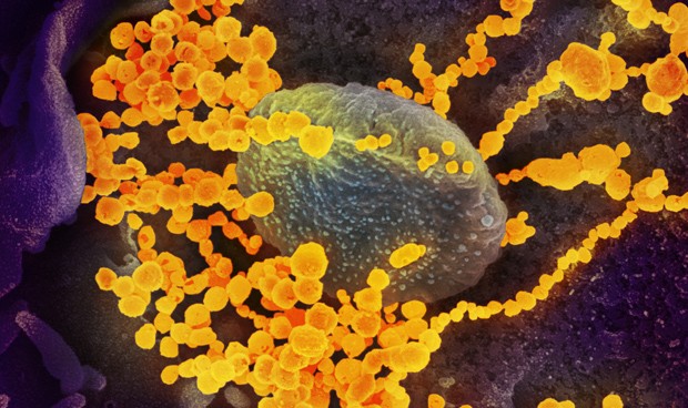 Covid19: rebrotes en España hoy, nuevos datos de contagios y muertes