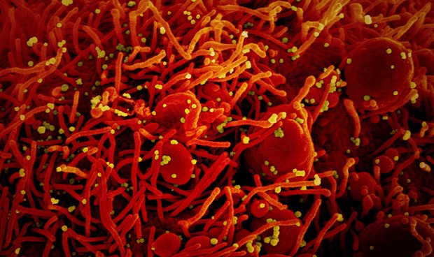 Coronavirus últimas noticias: 'baile' de cifras de nuevos casos y muertes