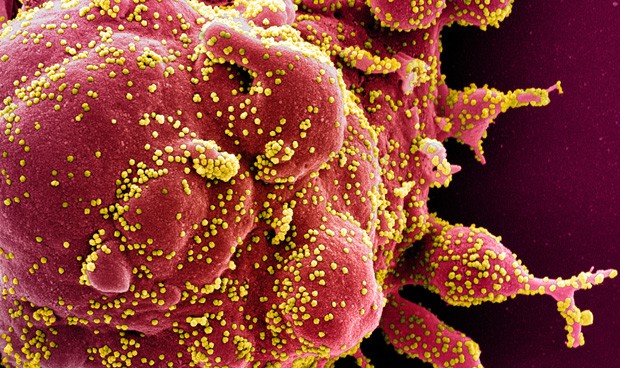 Coronavirus últimas noticias en directo hoy: resumen del día