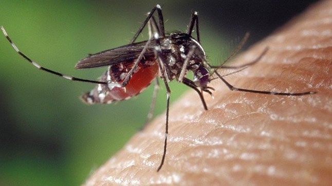 Recomendaciones para evitar las picaduras de mosquitos