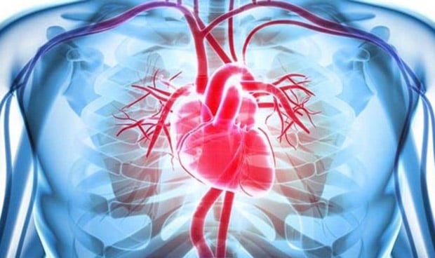 Infografía en 3D de un corazón y sus venas y arterias