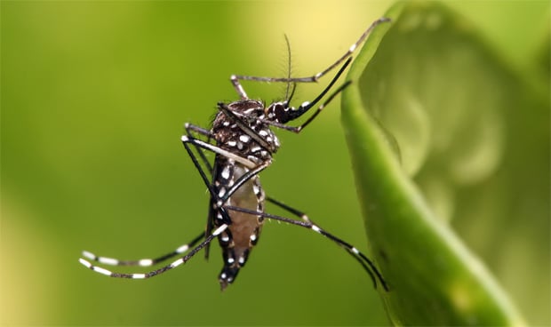 Mosquito Aedes aegypti