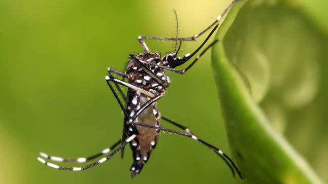 ¿Cómo se transmite la Fiebre Chikungunya?