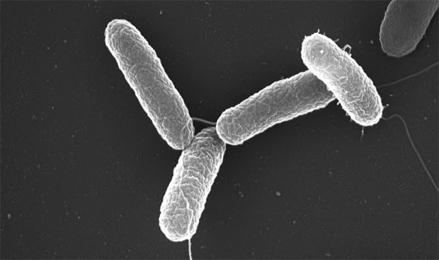 Bacteria salmonella al microscopio