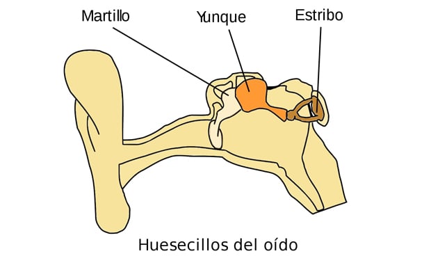 Gráfica de los huesecillos del oido: yunke, martillo y estribo