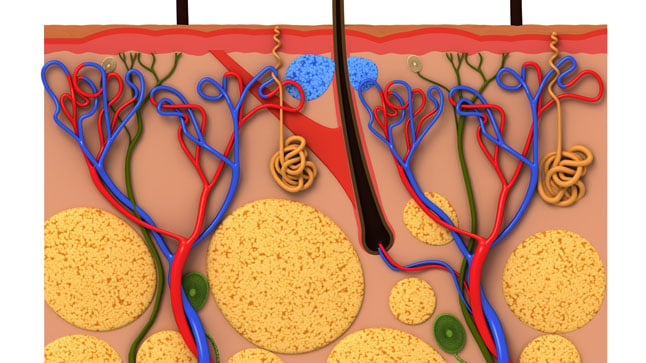 ¿Cómo se diagnostica la poliangeitis microscópica?