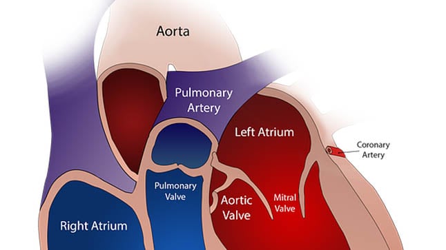 ¿Cómo se diagnostica el prolapso mitral?