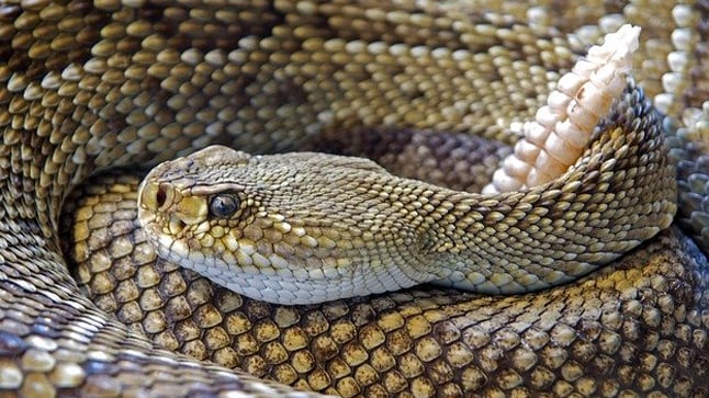 Lesiones provocadas por la mordedura de serpiente.