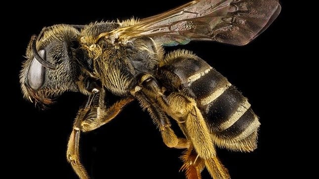 Esto es lo que hay que hacer ante una picadura de avispa, abeja u hormiga 