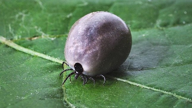 ¿Cómo evitar el contacto con garrapatas?