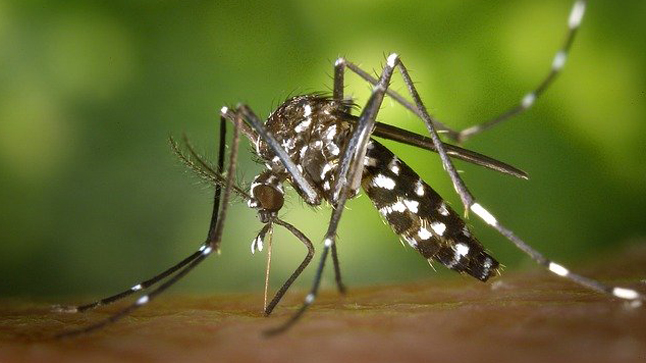 Cómo actuar ante las picaduras de insecto. 