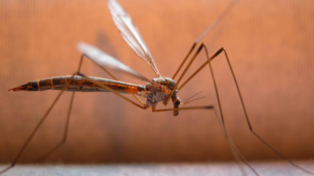 ¿Cómo se diagnostica a los niños con infección por virus Zika?