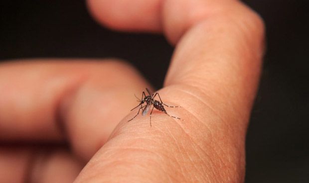 ¿El coronavirus se transmite por picaduras de mosquito?